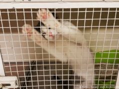 Le sanctuaire des chats de Torre Argentina à Rome : pour les amis des animaux ! Sanctuaire des Chats Torre Argentina Rome