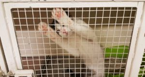 Le sanctuaire des chats de Torre Argentina à Rome : pour les amis des animaux ! Sanctuaire des Chats Torre Argentina Rome