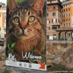 Sanctuaire des Chats Torre Argentina Rome (11)