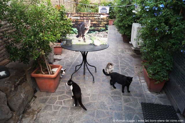 Sanctuaire des Chats Torre Argentina Rome