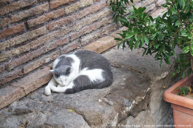 Sanctuaire des Chats Torre Argentina Rome