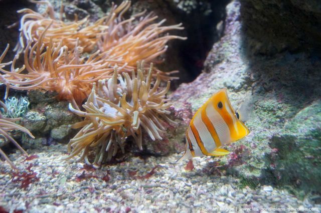 Aquarium Sea Life Rome