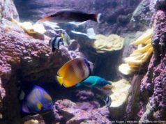 Les zoos et aquariums de Rome : Quels sont les plus beaux ? Zoos et Aquariums à Rome