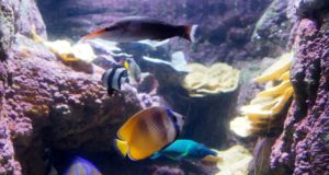 Les zoos et aquariums de Rome : Quels sont les plus beaux ? Zoos et Aquariums à Rome