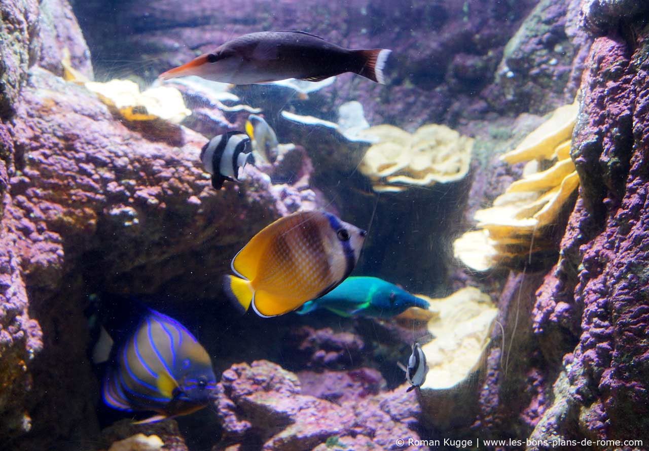 Aquarium Sea Life Rome