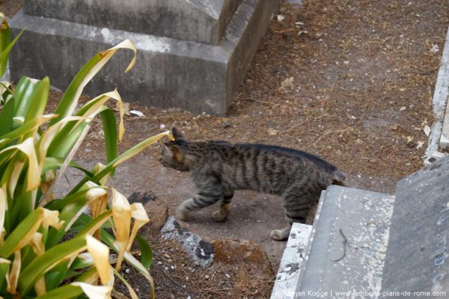 Chats du cimetière protestant non-catholique de Rome